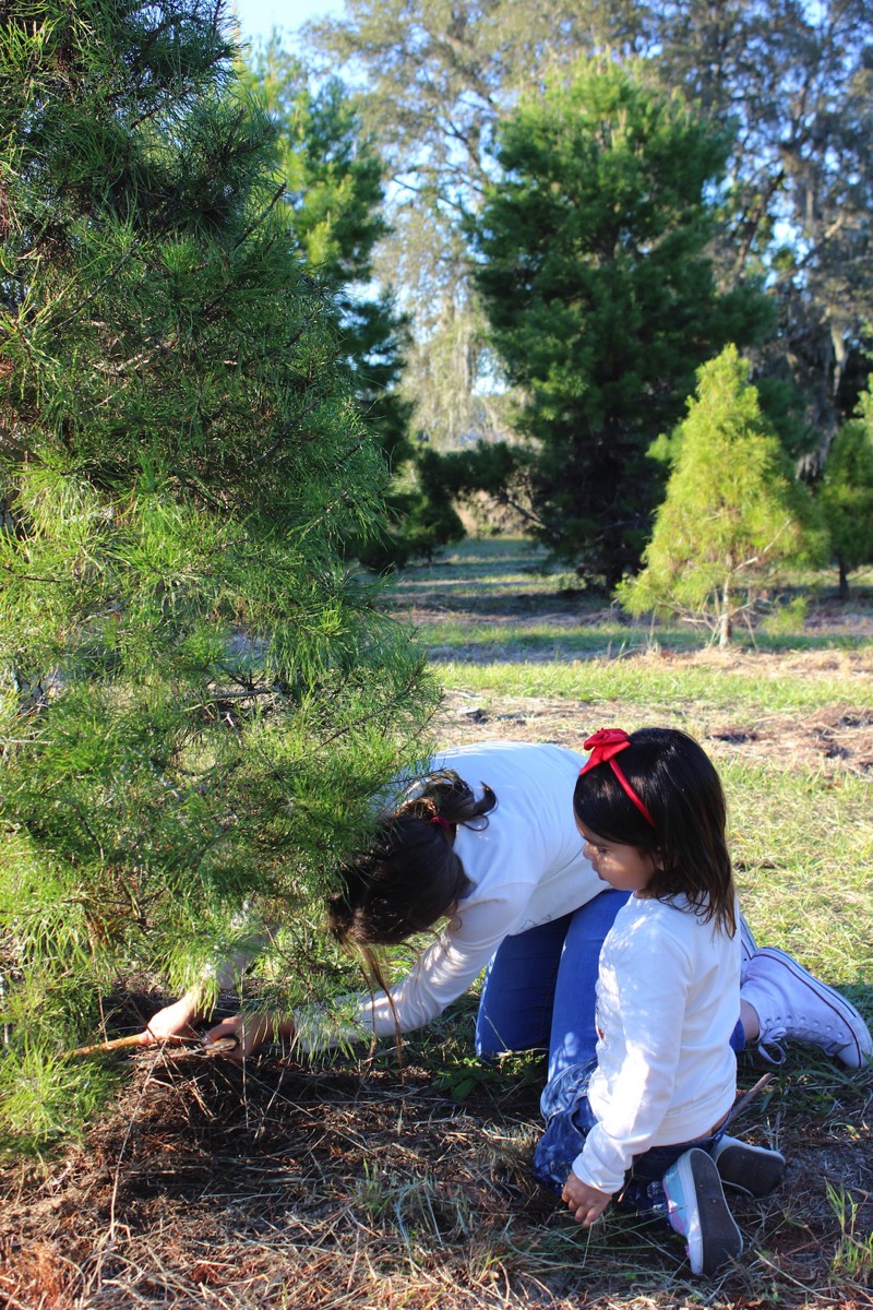 Cutting down a Christmas tree.