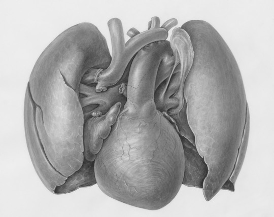 heart-lungs-screening